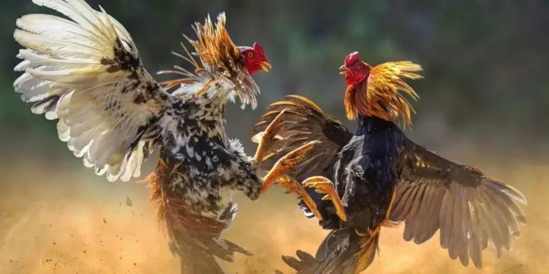 Bùng nổ đấu trường quốc tế tại Nohu90 Bùng nổ đấu trường quốc tế tại Nohu90