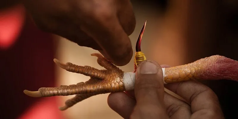 Các chiến kê cựa sắt đều được lựa chọn kỹ lưỡng