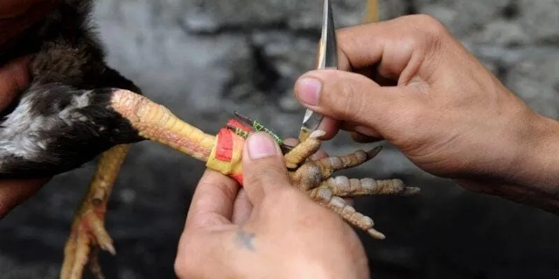 Các chiến kê được chăm sóc và huấn luyện kỹ lưỡng