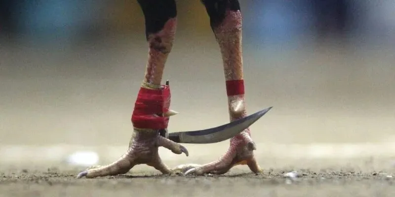 Các trận đá gà cựa dao thường diễn ra hiệp ngắn nhanh chóng