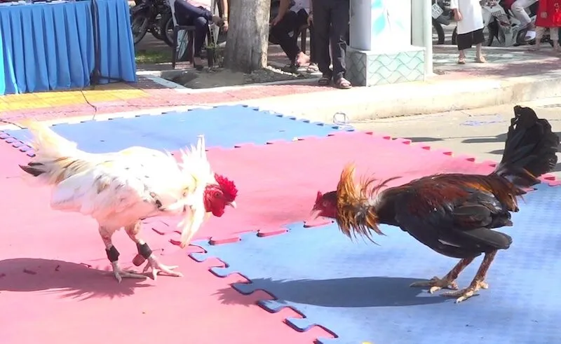 Chơi đá gà Campuchia và những kinh nghiệm cần nắm