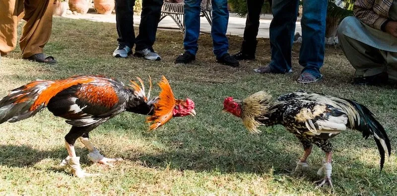 Chiến kê Thomo và sự khác biệt