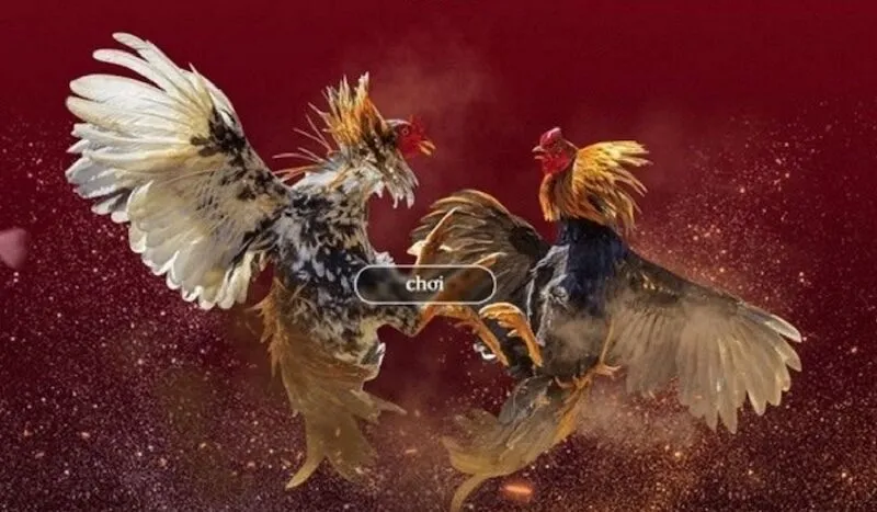 Các hình thức đá gà trực tiếp phổ biến hiện nay