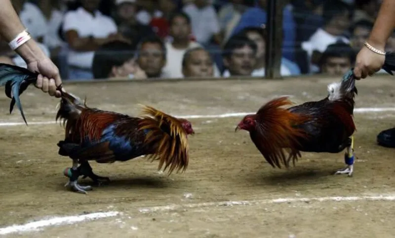 Đá gà truyền thống trên nền tảng online