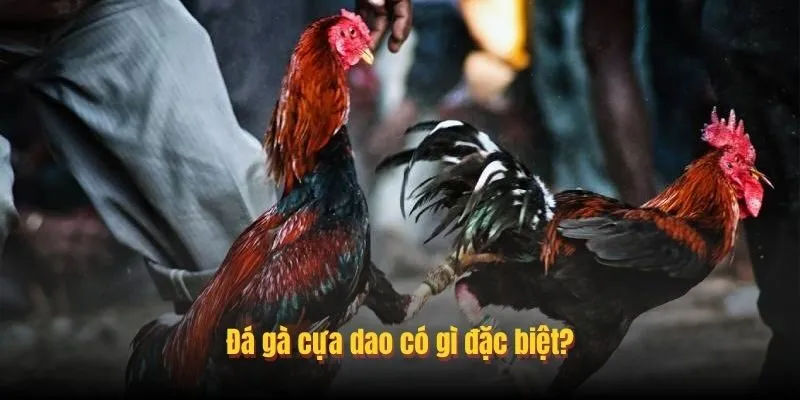 Đấu trường cựa dao đầy kịch tính và bất ngờ