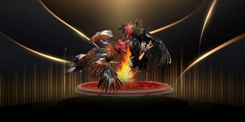 Soi kèo đá gà cựa sắt như thế nào chuẩn xác?