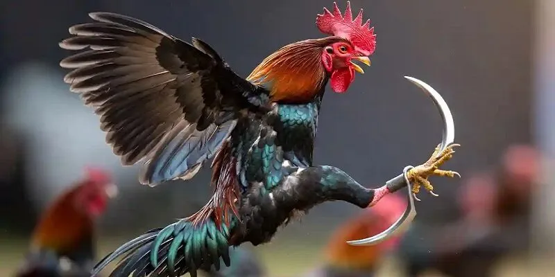 Tích lũy những kinh nghiệm quan trọng khi cá cược đá gà